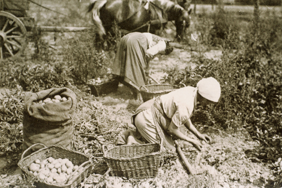 Die Kartoffelernte war auch in den 1950er Jahren noch mit viel Handarbeit verbunden. 