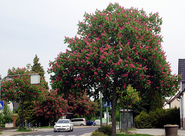 Rotblühende Kastanie auf dem Wilhelm-Koch-Platz
