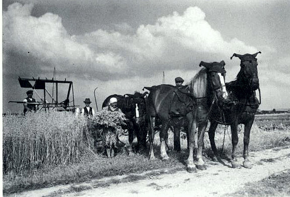 Landwirtschaftliche Nutzung in Forstfeld durch Waldauer Bauern 