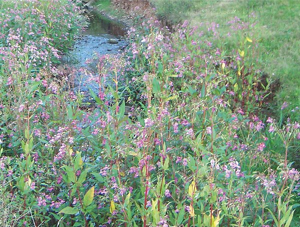 kleiner Bach. Im Vordergrund wächst Springkraut