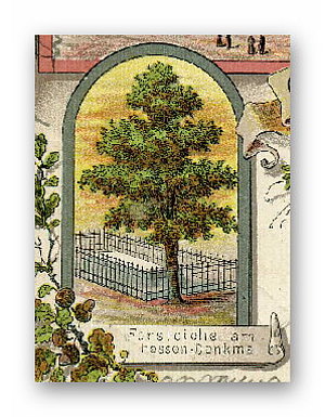 Die Hesseneiche auf einer Postkarte von 1902