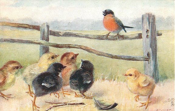 Gemalte Postkarte zeigt rot schwarz gefiederten Dompfaff mit kurzem Schnabel auf einem Holzaun. Auf dem Boden davor sechs niedliche Hühner Küken. 