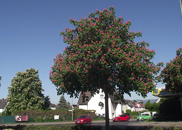 Blühende Kastanien weiss und rot