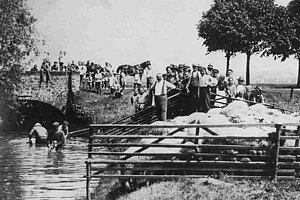 Schafe waschen in der Horloff, 1916