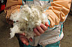 Frisch geschorene Schafwolle, 2012