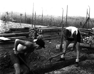 Zwei Jungen beim Arbeiten mit Hacke und Schaufel 1950