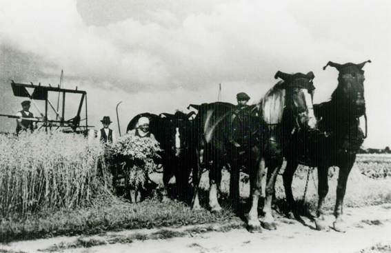 Die Getreideernte mit dem Pferdegespann war anstrengend und alle Familienmitglieder mussten anpacken 