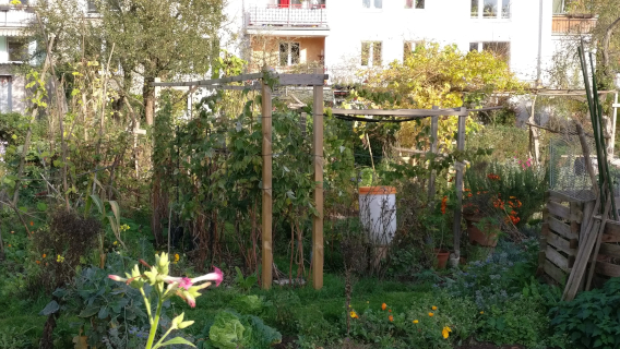 Gemüse und Blumen Garten und im Hintergrund Wohnhäuser 