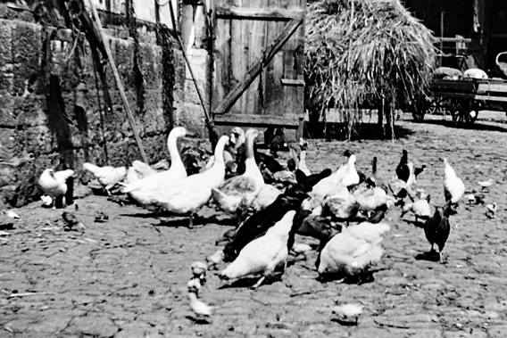 Gänse und Hühner in der Buttlarstraße 