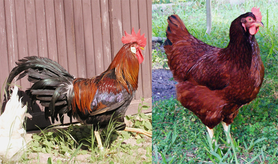 Italiener-Hahn und Rhodelaender-Huhn 