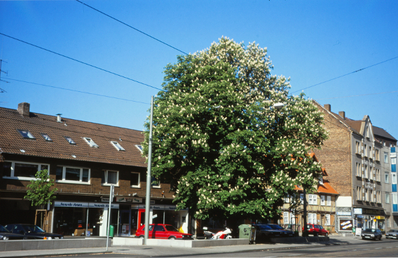 blühende Kastanie vor Leipziger Str. 114-116, 2008 