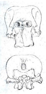 Zeichnung Schädel des Goethe-Elefanten 