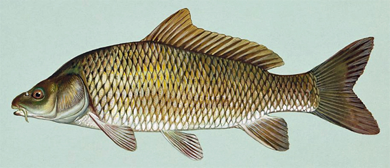 Schuppenkarpfen (Cyprinus carpio) 