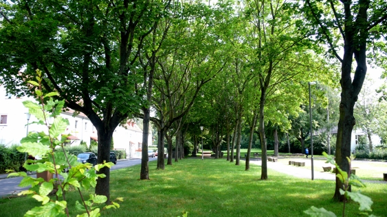 Die "Allee", im hinteren Teil Beuys-Bäume, rechts Boule-Platz 