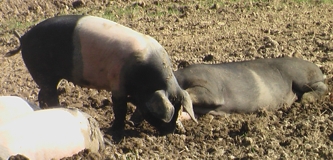 Urschwein bein Fressen 